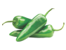 shape18